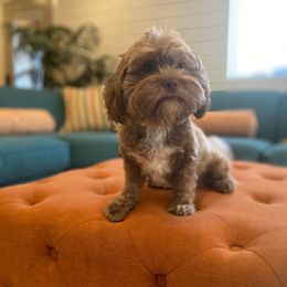 Cocoa - Havanese