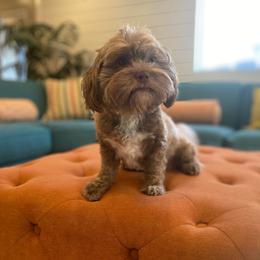 Cocoa - Havanese