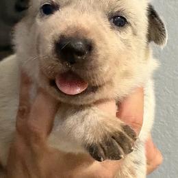 -Girl 3 - Blue female Australian Cattle Dog puppy in Kaufman, Texas from Emberwick Ranch