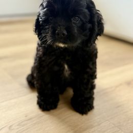 Red Collar - Black and white male Cocker Spaniel puppy in Morganton, North Carolina from Priceless Pups