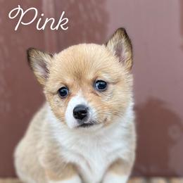American Corgi and Pembroke Welsh Corgi Puppies from Flying K Corgis