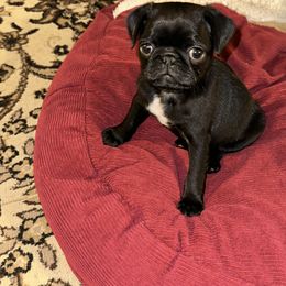 Pug Puppies from PNW Pugs