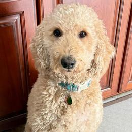 Izzie - Goldendoodle