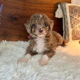 Lucy - White and red merle female Bordoodle puppy in Valley Center, California from Circle R Valley Bordoodls