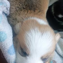 Bear - Black and tan male Pembroke Welsh Corgi puppy in Checotah, Oklahoma from Skoal Creek Corgi's