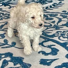 Buddy - Cream male Labradoodle puppy in Craig, Nebraska from Top Knot Companions Poodles and Labradoodles