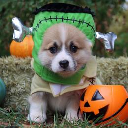 Nacho - Red male Pembroke Welsh Corgi puppy in Pollock, Missouri from Northstar