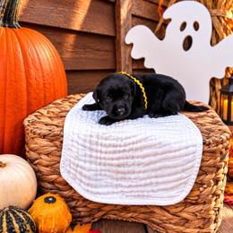 Yellow girl - Black female Labrador Retriever puppy in Lake City, Michigan from Loon Lake Labradors