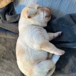 Blue Boy - Yellow male Labrador Retriever puppy in Rock Hill, South Carolina from North Star Retrievers