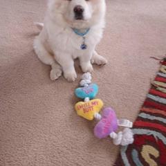 Chow Chow Puppies from Darling Chows