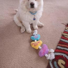 Chow Chow Puppies from Darling Chows
