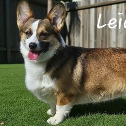 Leia - Pembroke Welsh Corgi
