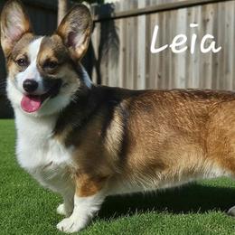 Leia - Pembroke Welsh Corgi