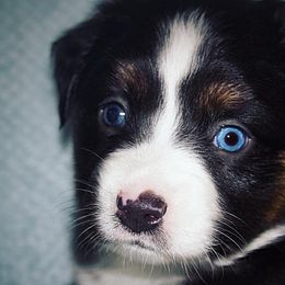 Miniature Australian Shepherd Puppies from Sand Dollar Aussies