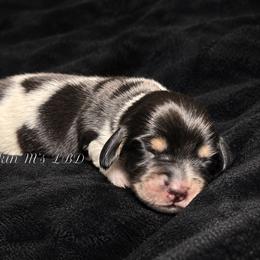 Binx - Piebald male Dachshund puppy in Ceres, California from Rockin' M’s LilBitty Dachshunds (LBD)