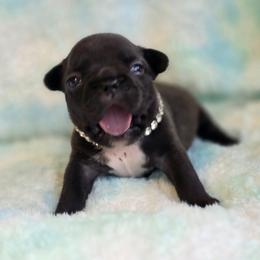Betty Boop - Brindle female French Bulldog puppy in Polk City, Florida from Best Friend Frenchies, LLC