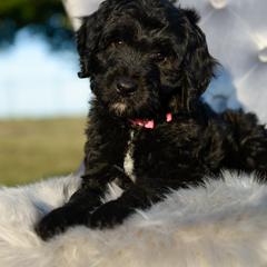 Bordoodle Puppies from 2J 2K Bordoodles