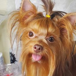GiGi - Yorkshire Terrier