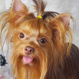 GiGi - Yorkshire Terrier