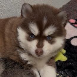 Kahlúa - Chocolate female Pomsky puppy in Spring Hill, Florida from PDQ Pomskies