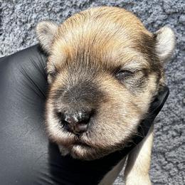 Rick - Wheaten male Miniature Schnauzer puppy in Menifee, California from Moonshine’s Minis