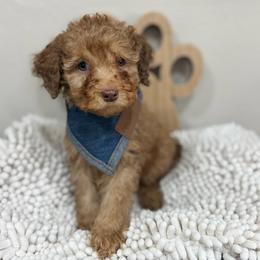 Ray- Red Collar - Red male Bernedoodle puppy in Oak Hills, California from High Desert Doodles