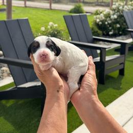 Boone - Tri-color male Bernedoodle puppy in Yuba City, California from Ranch House Doodles