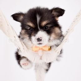 Onyx - Black and tan male Pembroke Welsh Corgi puppy in Santaquin, Utah from Blacktail Mountain Corgis