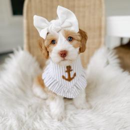 First Mate - Yachties - Caramel female Australian Labradoodle puppy in Syracuse, Indiana from The Doodle Cove