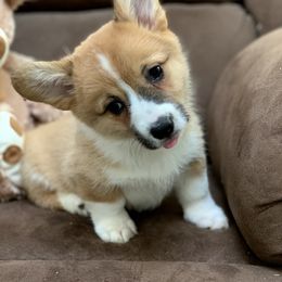 American Corgis, Cardigan Welsh Corgis, Dachshunds, and Pembroke Welsh Corgis from Dream Giver Corgis