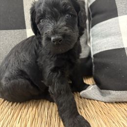 Bourbon - Black and white male Bernedoodle puppy in Beachwood, Ohio from Paws of the Vineyard