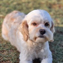 Chig - Cockapoo