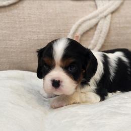 Beauty - Tri-color female Cavalier King Charles Spaniel puppy in Broxton, Georgia from King of the Hill Cavaliers