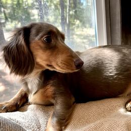 Hazel - Dachshund