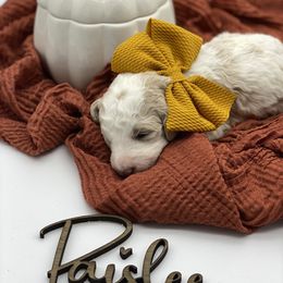 Girl 6 - Parti Goldendoodle puppy in Blanchard, Oklahoma from I Dream of Doodles