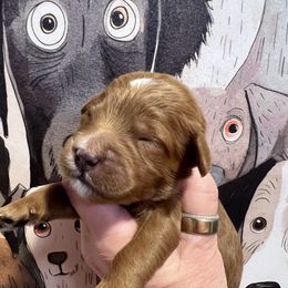 Boy 4 - male Goldendoodle puppy in Placerville, California from New Dawn Poodles and Doodles