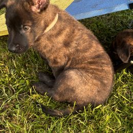 Dutch Shepherd Puppies from Sugar Island Dutch Shepherds