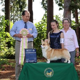 Labrador Retriever and Pembroke Welsh Corgi All Grown Up from Racing Winds Pembroke and Labradors