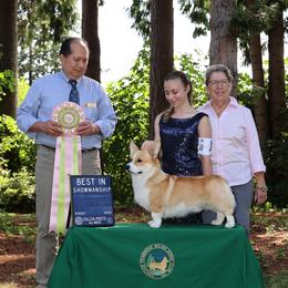 Labrador Retriever and Pembroke Welsh Corgi All Grown Up from Racing Winds Pembroke and Labradors