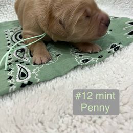 Penny - Golden female Golden Retriever puppy in Pueblo, Colorado from GR8 Goldens
