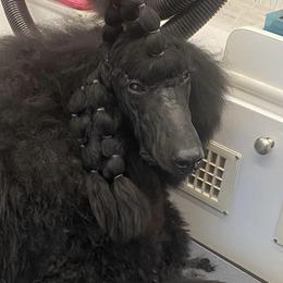 Poodle All Grown Up from Purley Poodles