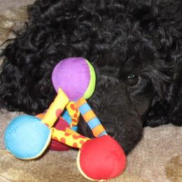 Poodle Puppies from Clarion