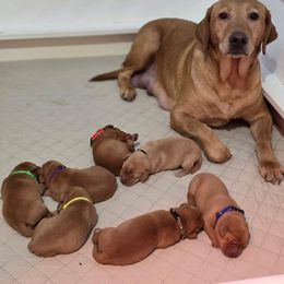 Boy 3 - Yellow male Labrador Retriever puppy in Grand Rivers, Kentucky from Big Water Dreams Retrievers