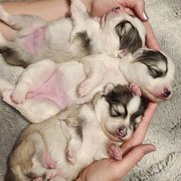Pomsky puppies from Idaho Pomsky