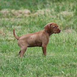 Girl 2 - Golden rust female Vizsla puppy in Albany, Texas from Big Country Kennels