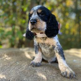 Ryder - Tri-Roan male English Springer Spaniel puppy in Crawford, Tennessee from Lilly Lane Spaniels