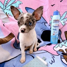 AKC Bianca - Merle female Chihuahua puppy in Cincinnati, Ohio from Cincy Chis