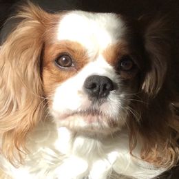 Cavalier King Charles Spaniel All Grown Up from King Cavaliers