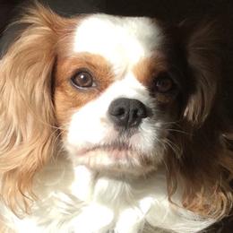 Cavalier King Charles Spaniel All Grown Up from King Cavaliers