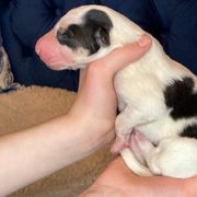 Borzoi Puppies from Ivanhoe Borzoi